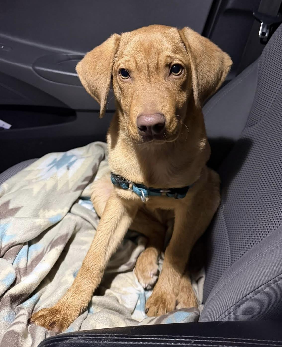 Enlarge Ripley, a ADOPTABLE mixed breed in Wappingers Falls, NY image 4/5