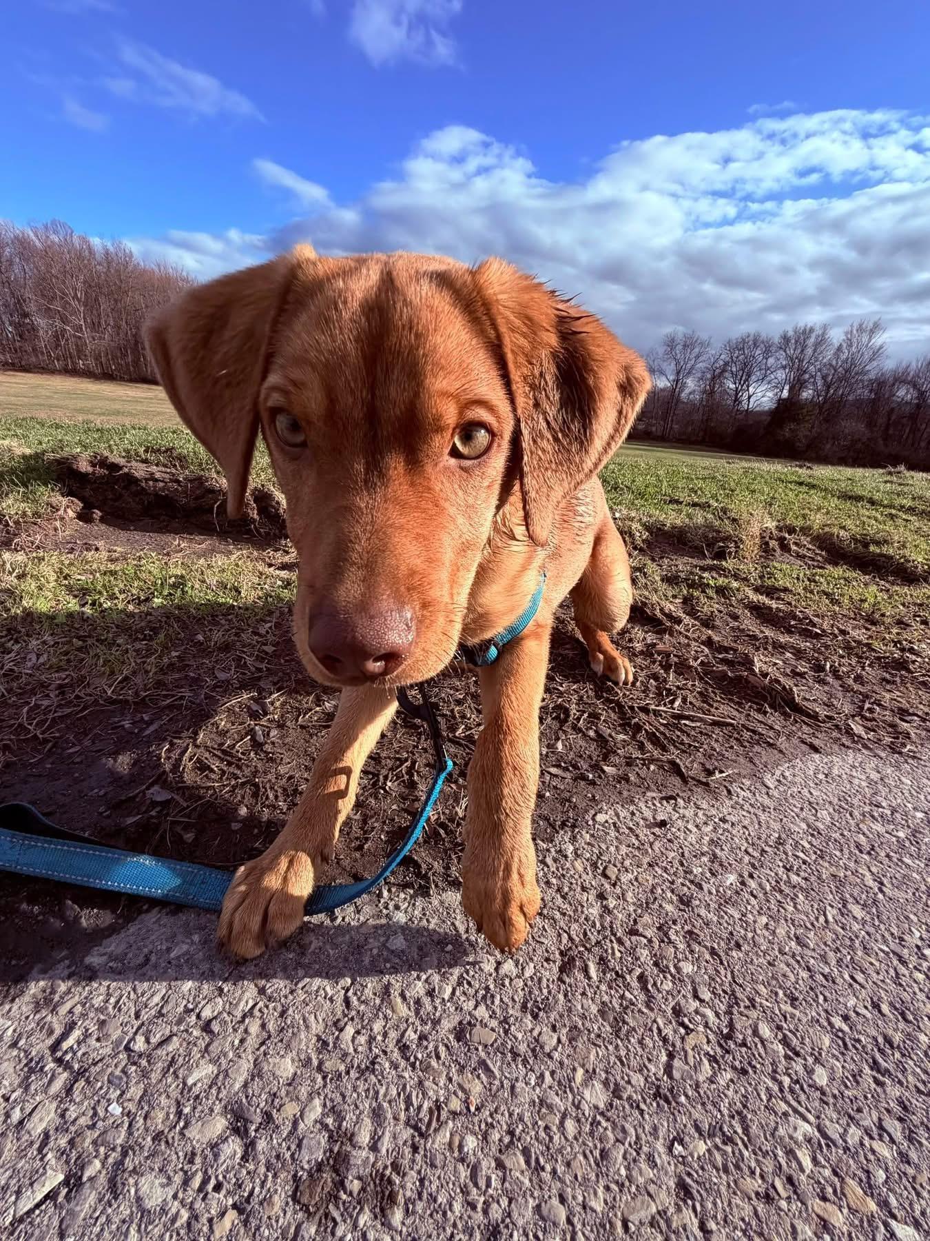 Enlarge Ripley, a ADOPTABLE mixed breed in Wappingers Falls, NY image 2/5