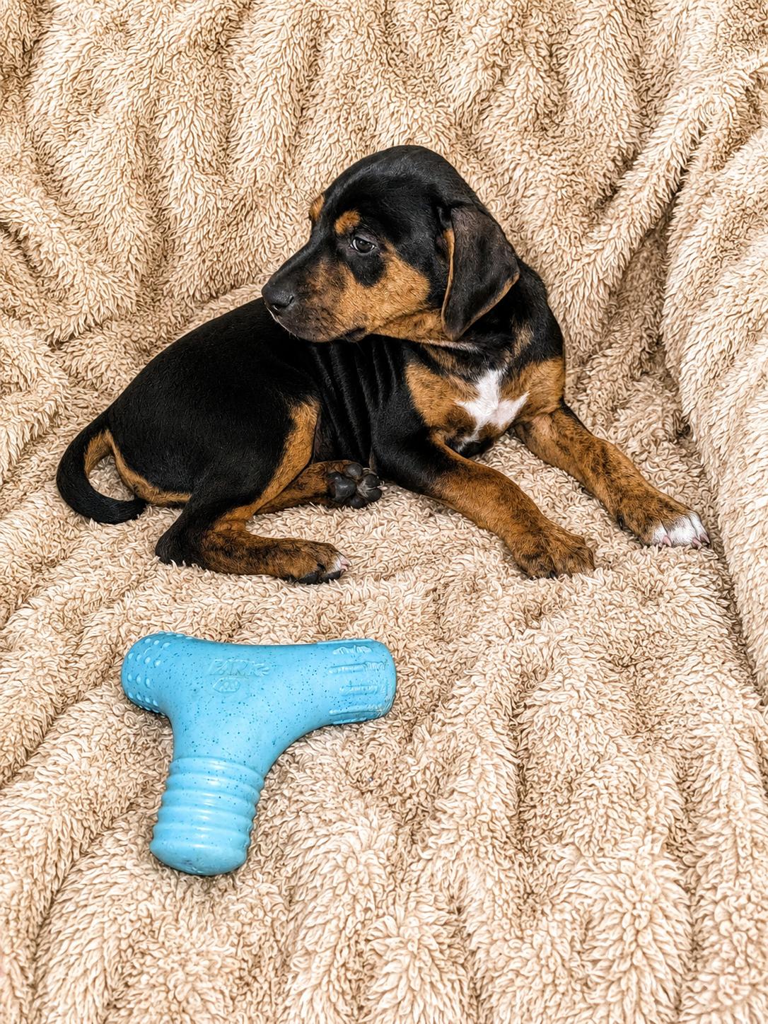 Hugh Hefner, a ADOPTABLE Mixed Breed in Kenosha, WI image 3/3