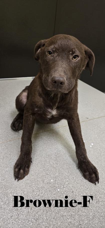Enlarge Brownie, a Adoptable mixed breed in Guntersville, AL image 1/2