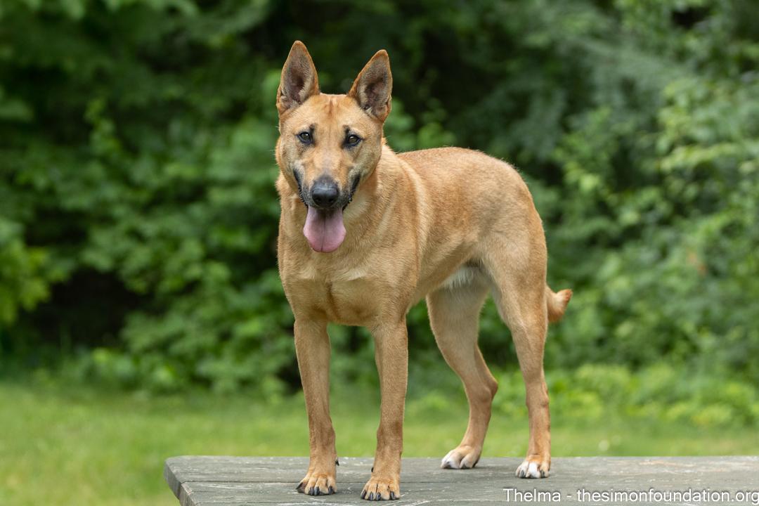 Thelma, an adoptable Shepherd, Belgian Shepherd / Malinois in Bloomfield, CT, 06002 | Photo Image 2