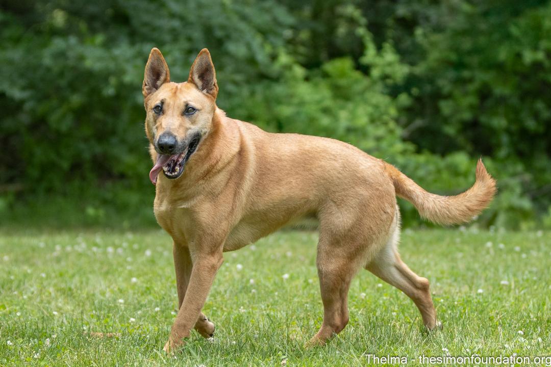Thelma, an adoptable Shepherd, Belgian Shepherd / Malinois in Bloomfield, CT, 06002 | Photo Image 3