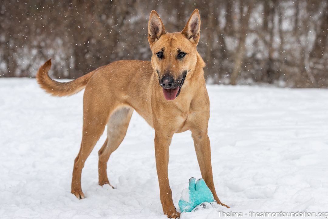 Thelma, an adoptable Shepherd, Belgian Shepherd / Malinois in Bloomfield, CT, 06002 | Photo Image 5