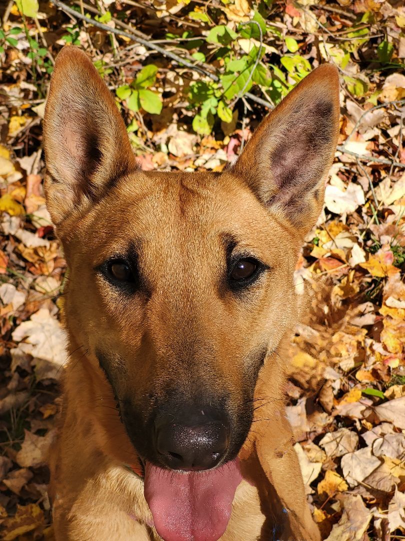 Thelma, an adoptable Shepherd, Belgian Shepherd / Malinois in Bloomfield, CT, 06002 | Photo Image 6