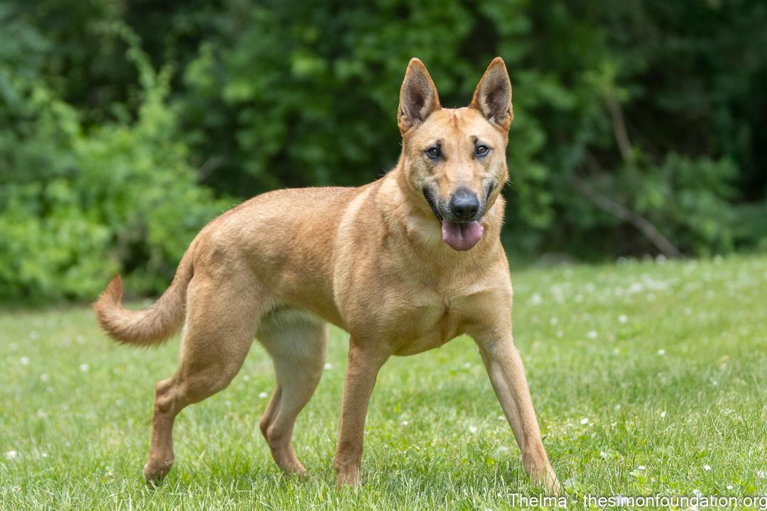 Thelma, Adoptable, Adult Female Shepherd & Belgian Shepherd / Malinois.