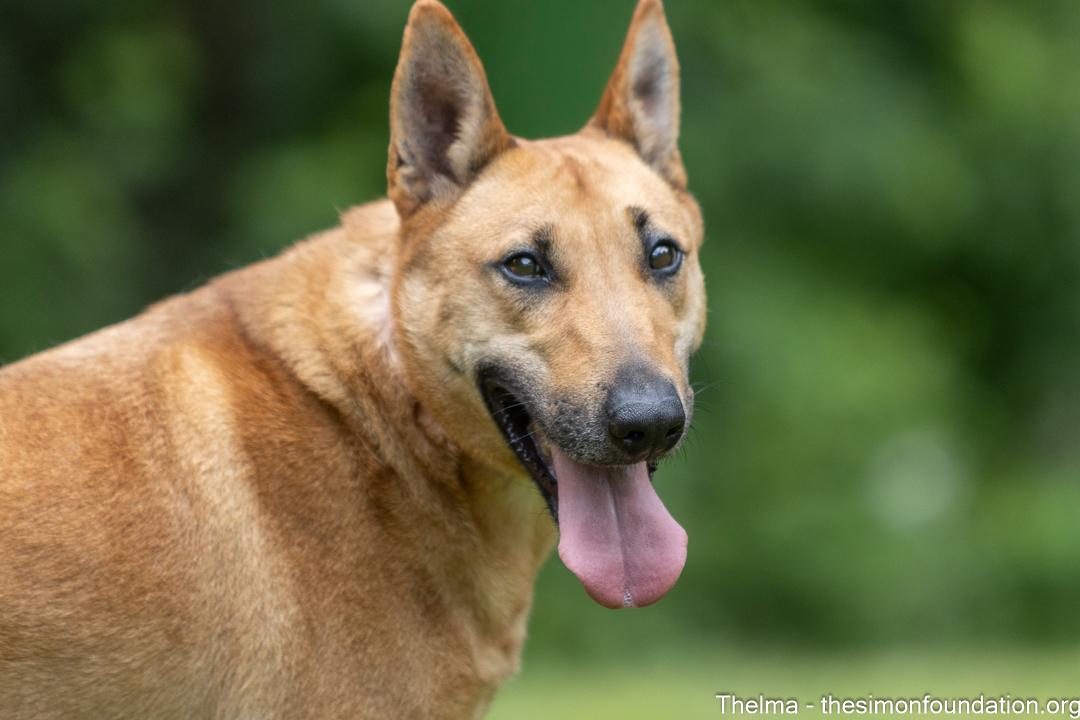 Thelma, Adult Female Shepherd
