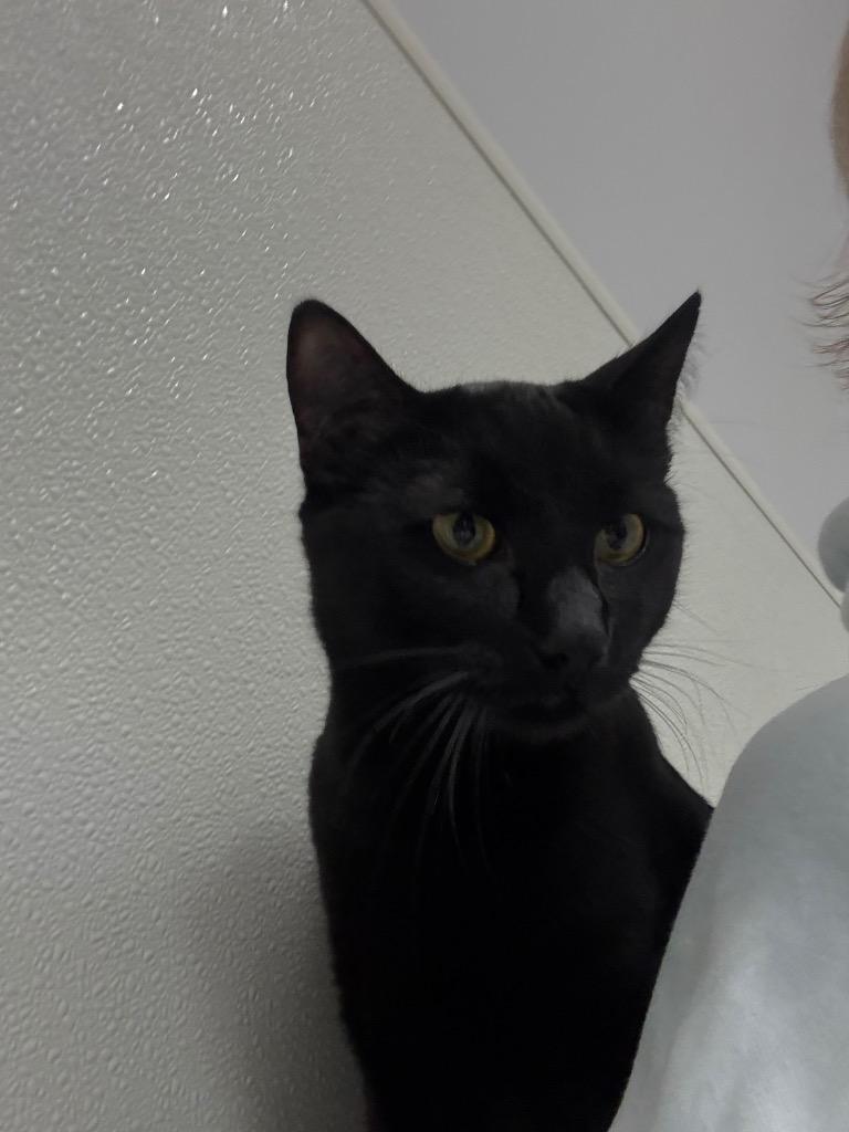 Chong, Adoptable, Young Male Domestic Short Hair.