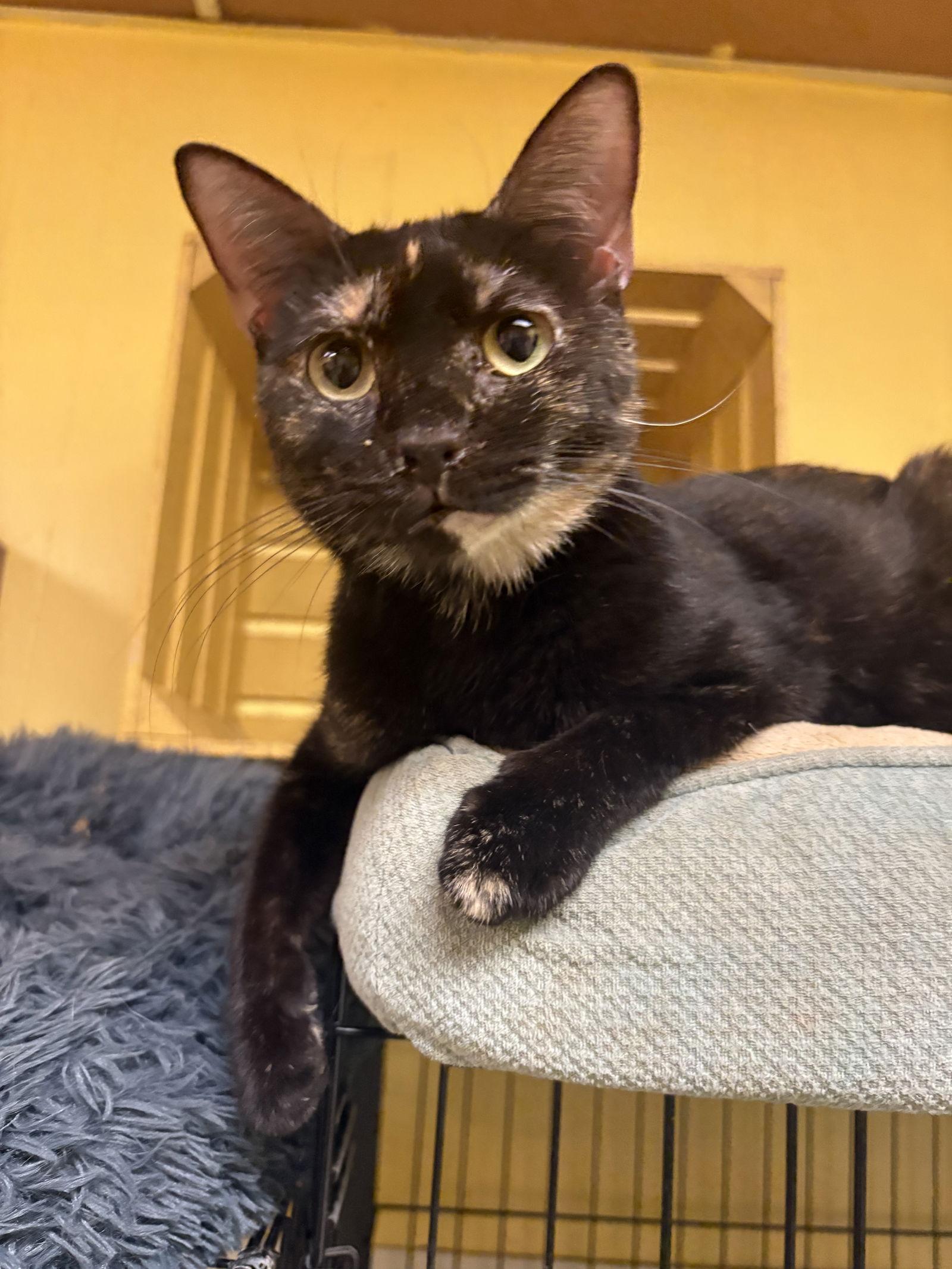 Enlarge Piper, a Adoptable Domestic Short Hair in Jackson, MS image 1/2