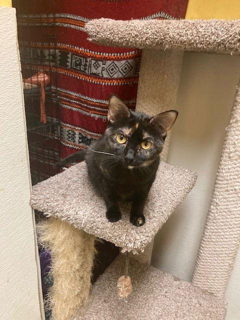 Enlarge Piper, a Adoptable Domestic Short Hair in Jackson, MS image 2/2