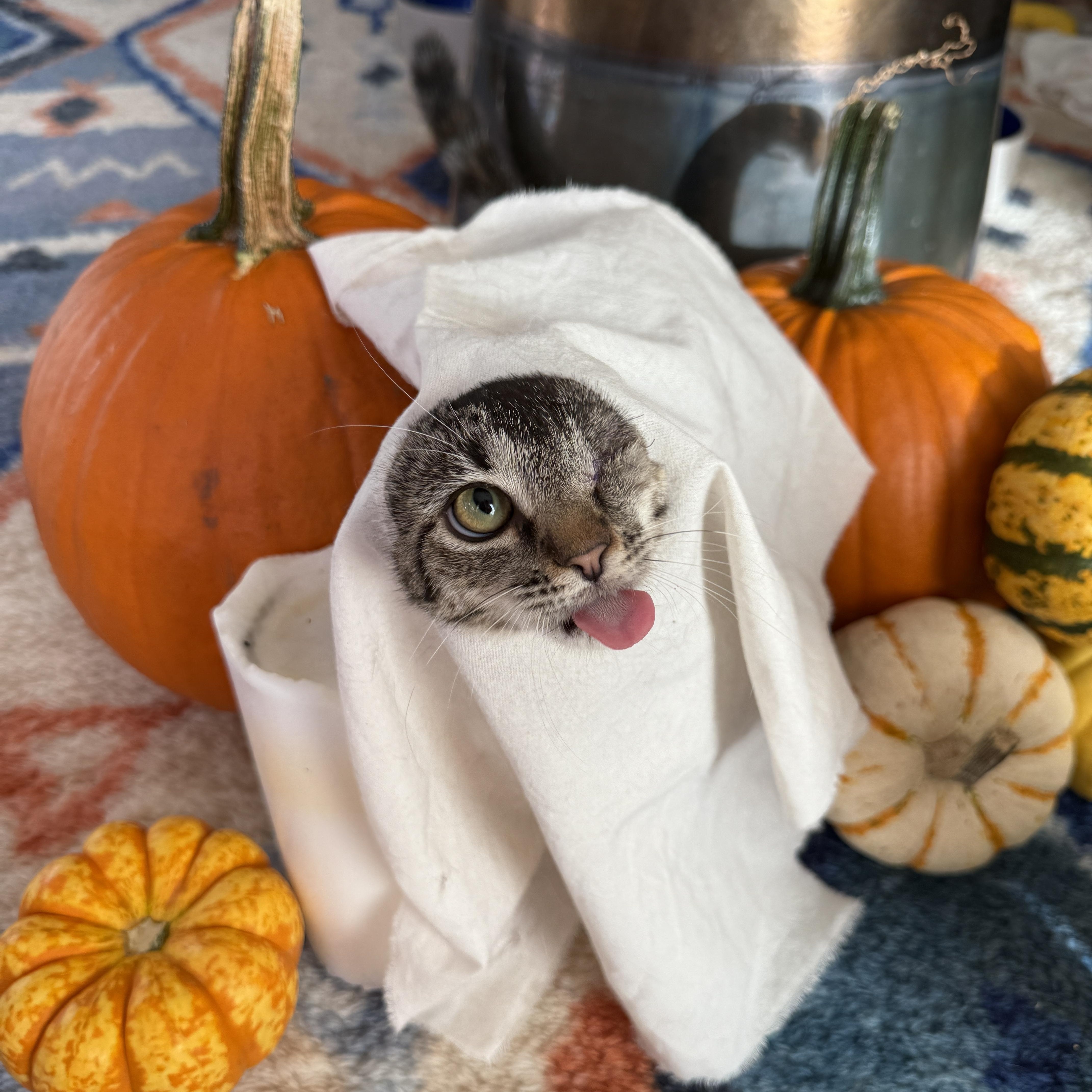 Enlarge Patch, a Adoptable Domestic Short Hair in Brooklyn, NY image 3/5