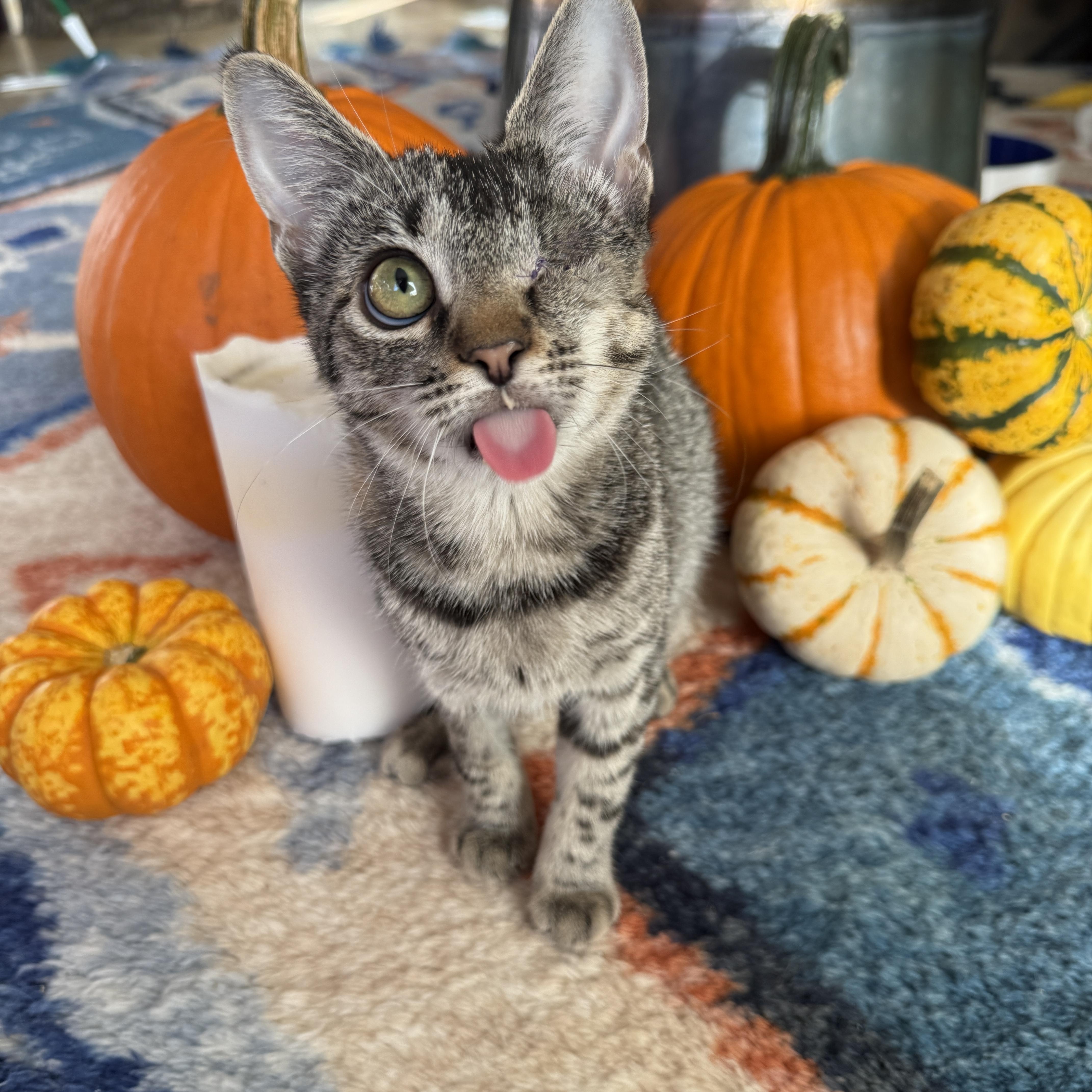 Patch, Adoptable, Kitten Female Domestic Short Hair.
