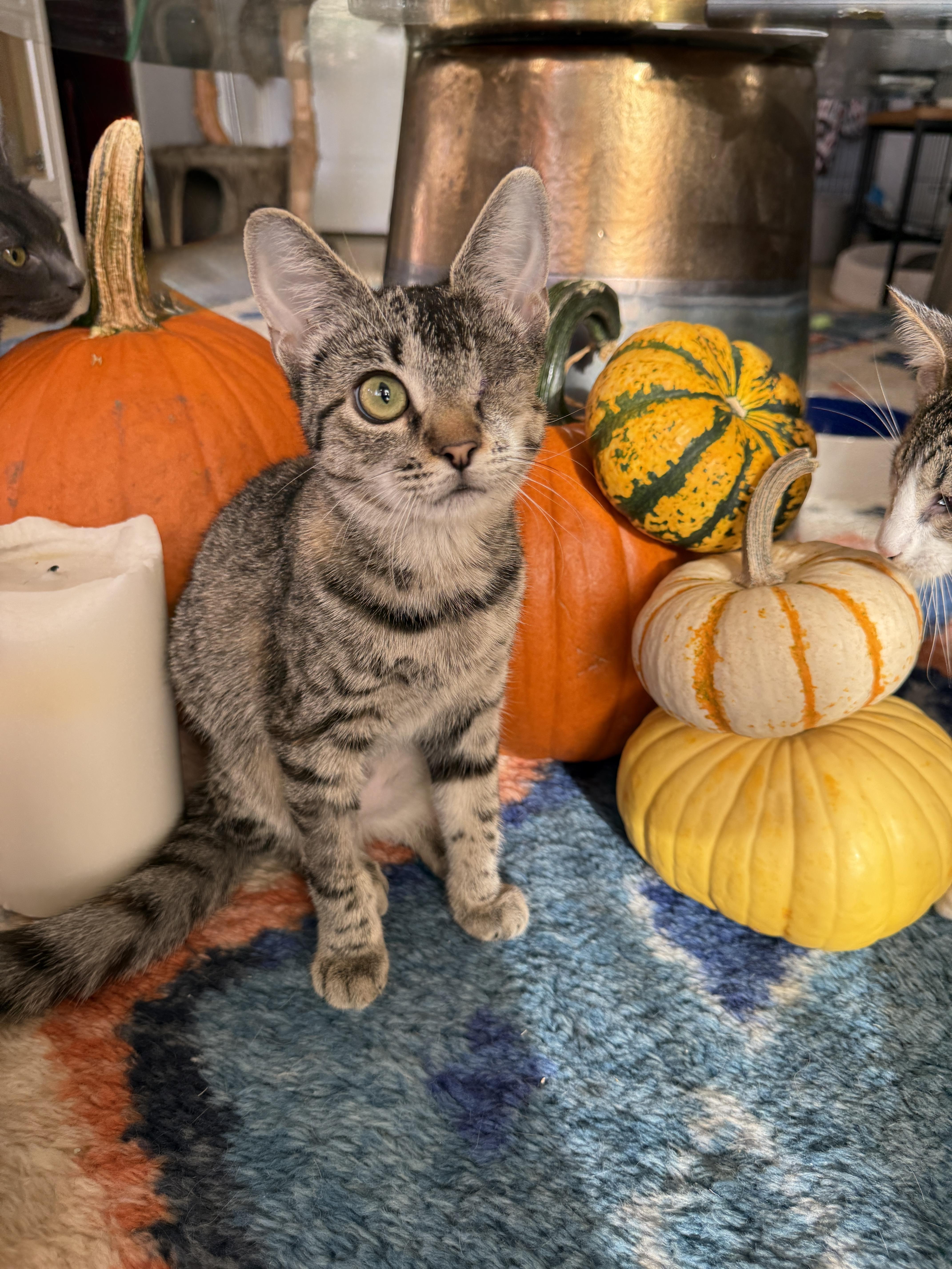 Enlarge Patch, a Adoptable Domestic Short Hair in Brooklyn, NY image 5/5