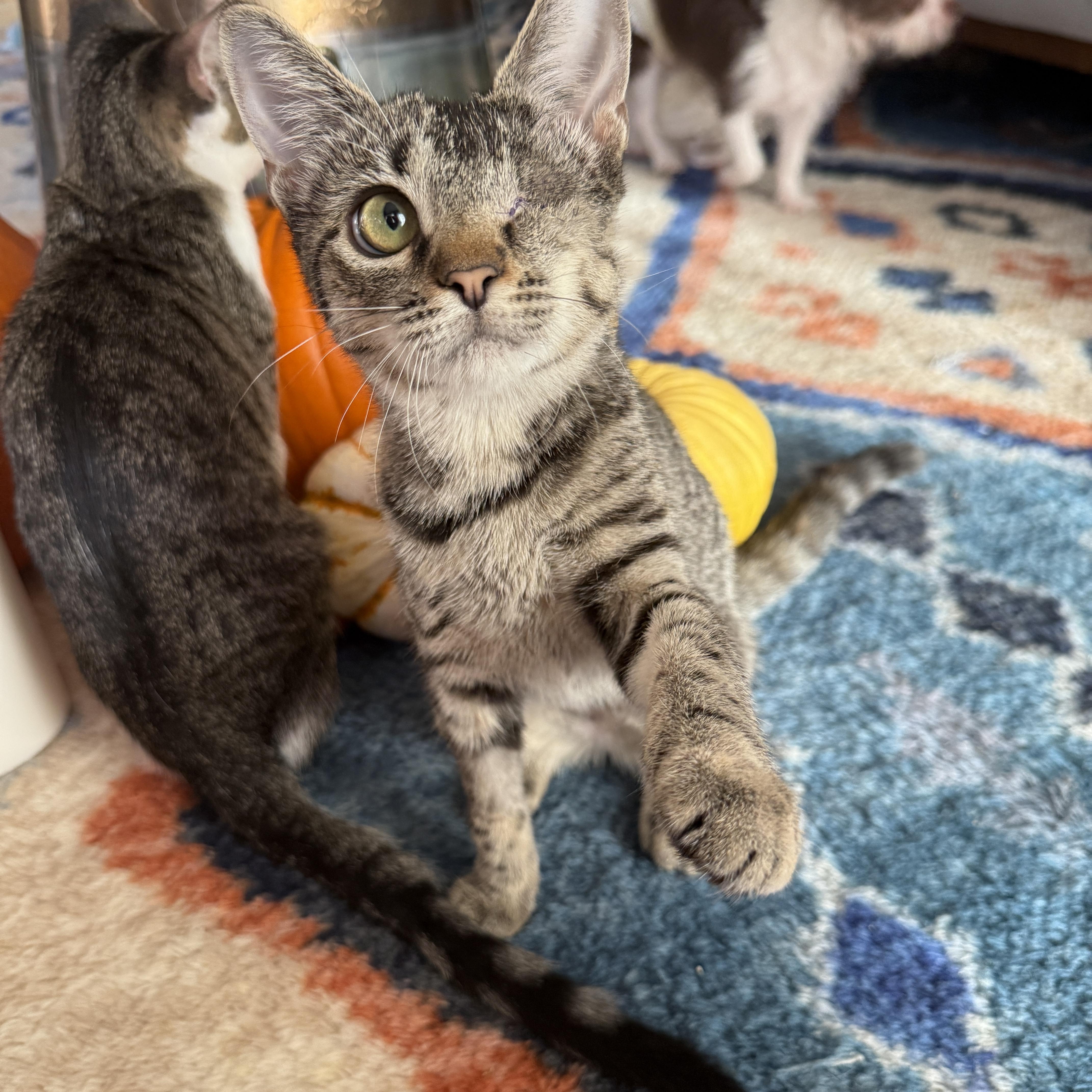 Enlarge Patch, a Adoptable Domestic Short Hair in Brooklyn, NY image 2/5