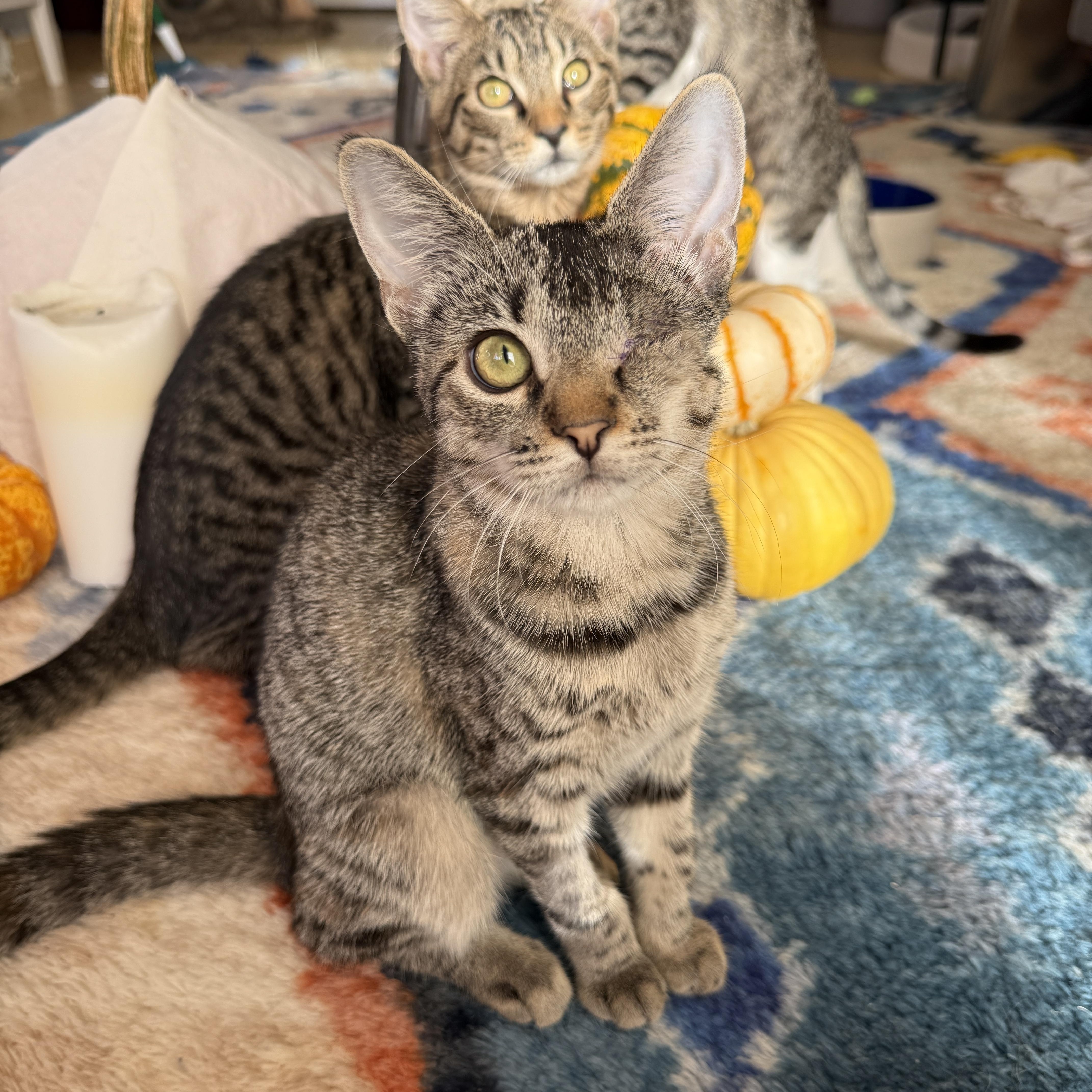 Enlarge Patch, a Adoptable Domestic Short Hair in Brooklyn, NY image 4/5