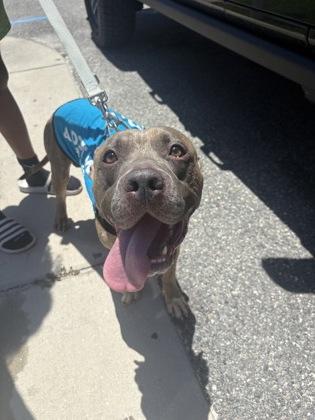 Truffle - 1, a Adoptable mixed breed in Daytona Beach, FL image 2/2