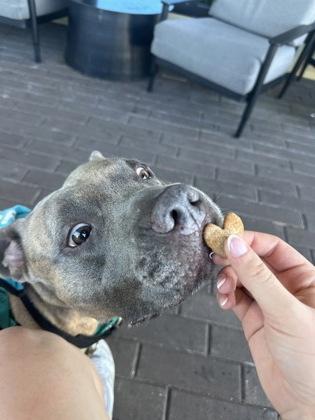 Enlarge Truffle - 1, a Adoptable mixed breed in Daytona Beach, FL image 3/3