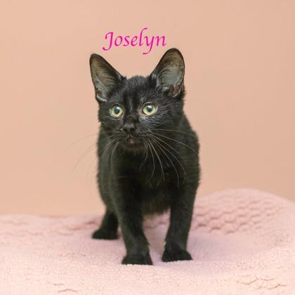 Joselyn, Adoptable, Kitten Female Domestic Short Hair & Domestic Short Hair.