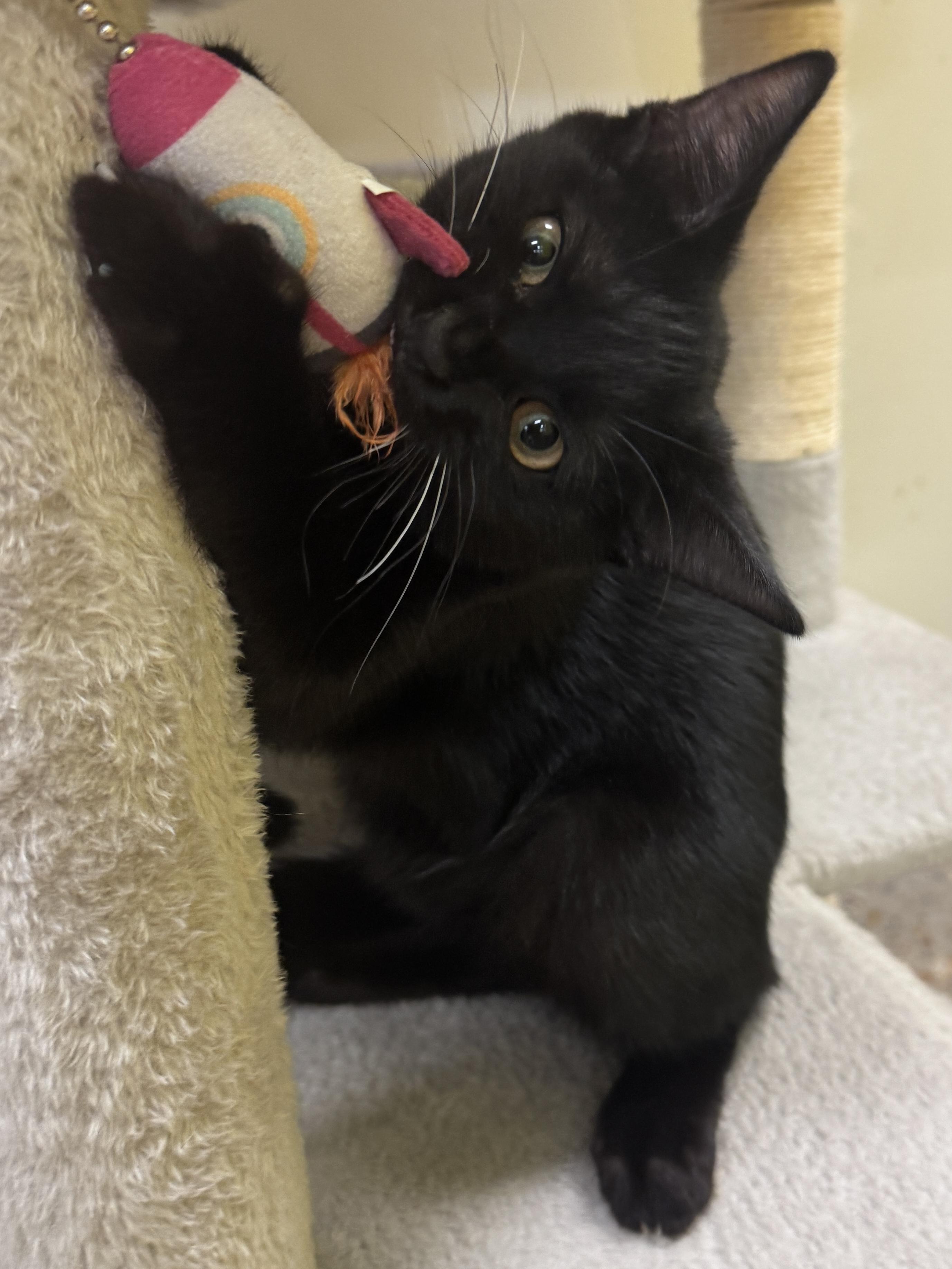 Enlarge Lovegood (the Love Licker), a Adoptable mixed breed in Houston, TX image 4/6