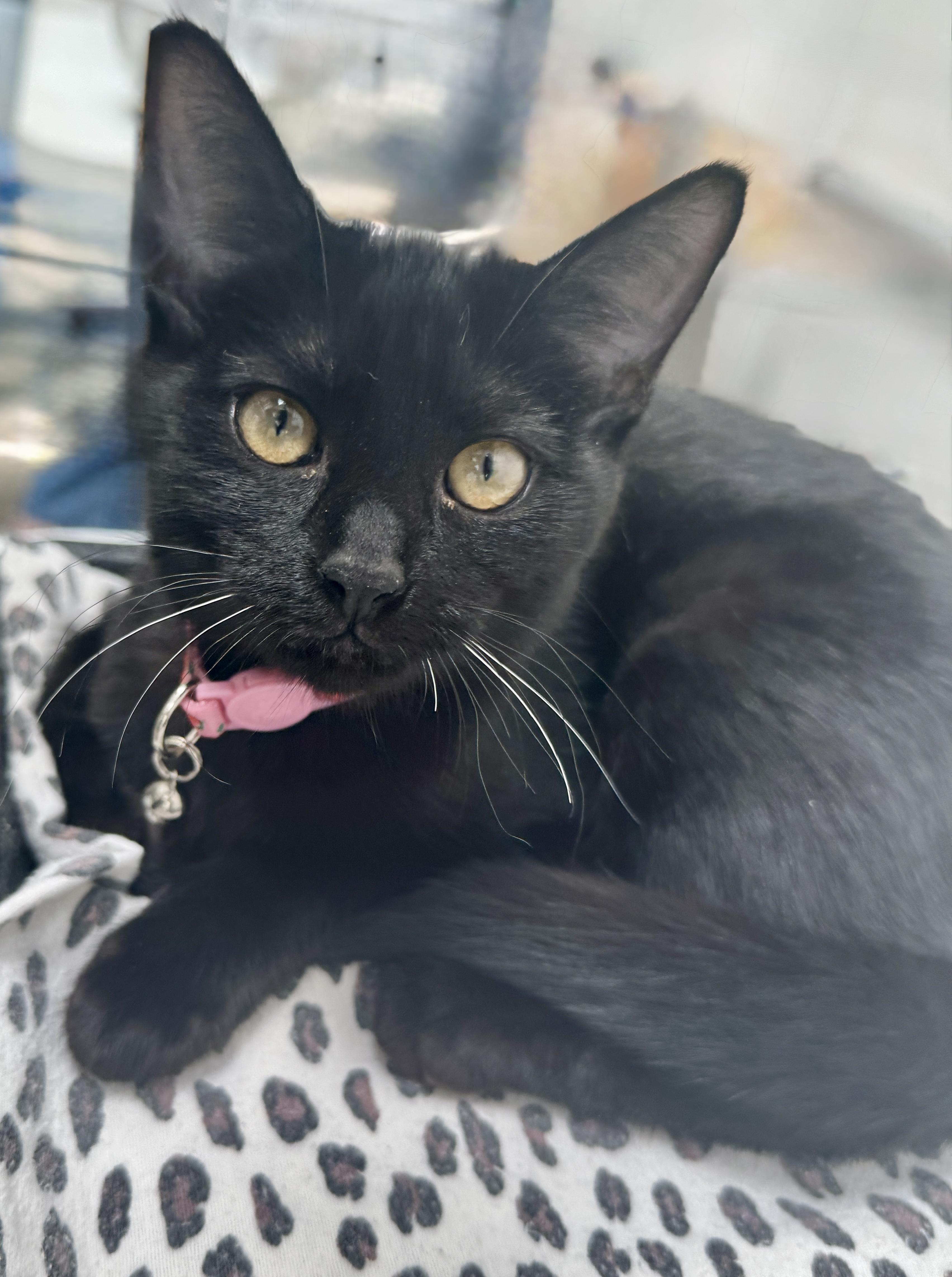 Enlarge Lovegood (the Love Licker), a Adoptable mixed breed in Houston, TX image 3/6