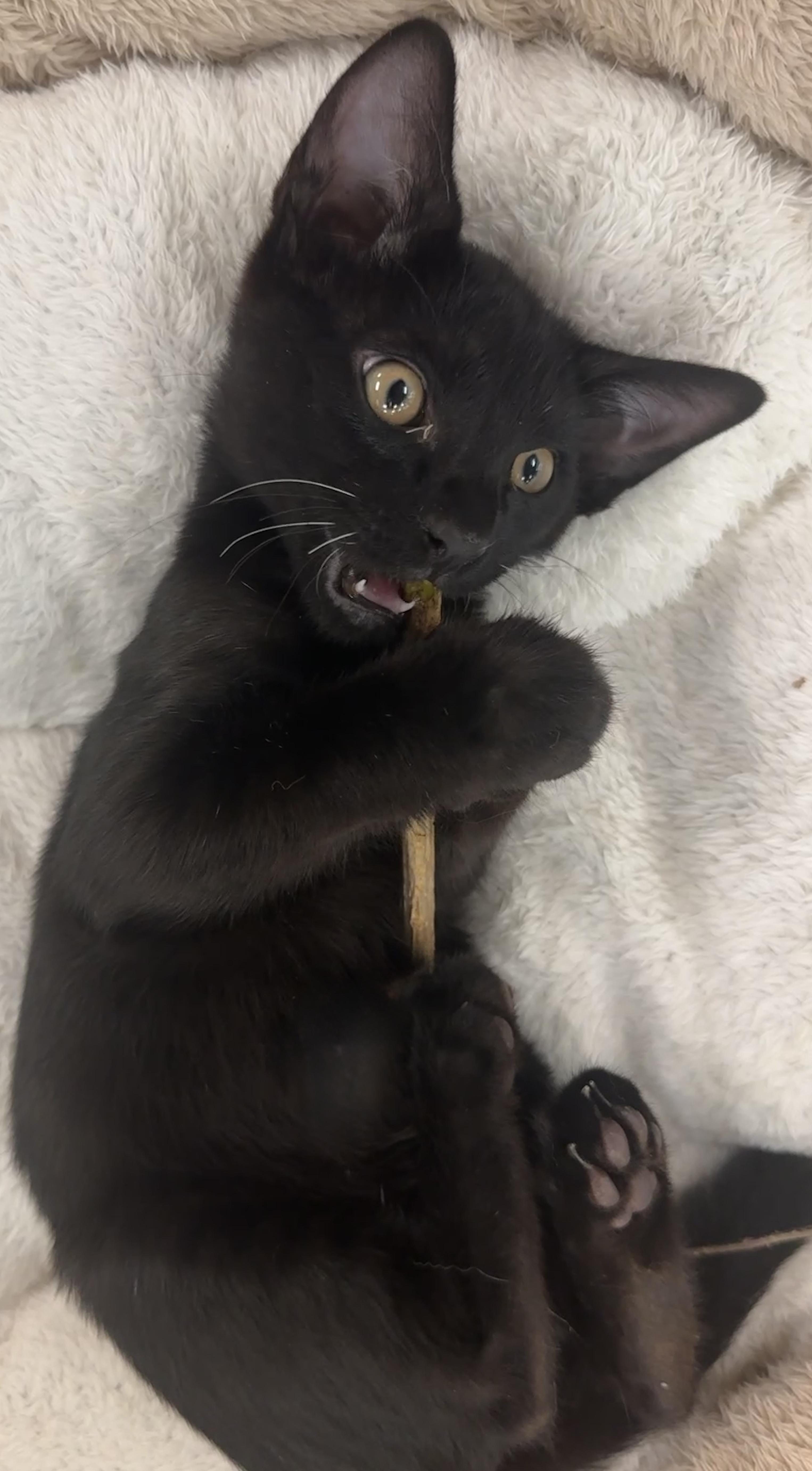 Lovegood (the Love Licker), Adoptable, Kitten Female Bombay & Domestic Short Hair.