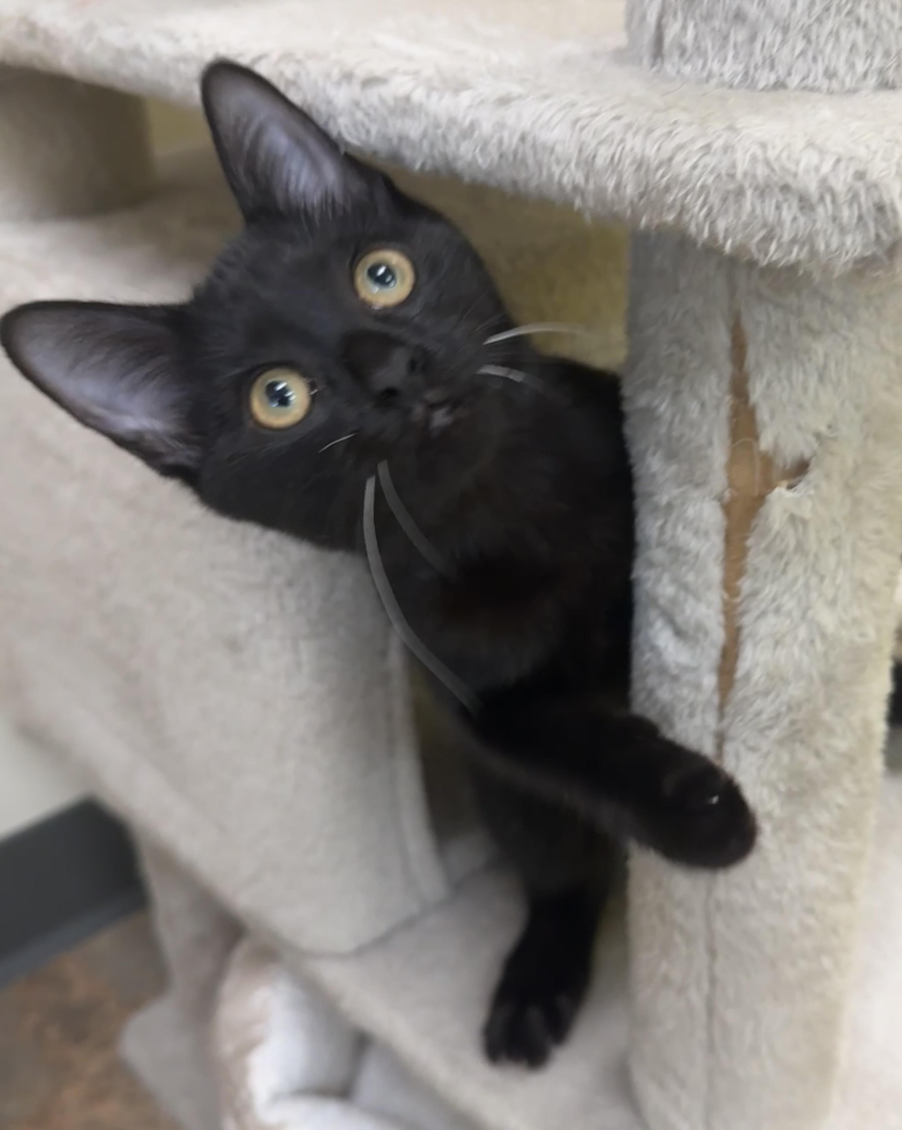 Enlarge Lovegood (the Love Licker), a Adoptable mixed breed in Houston, TX image 2/6