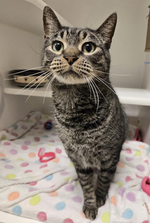 Enlarge Winston, a Adoptable mixed breed in Bellingham, WA image 2/6