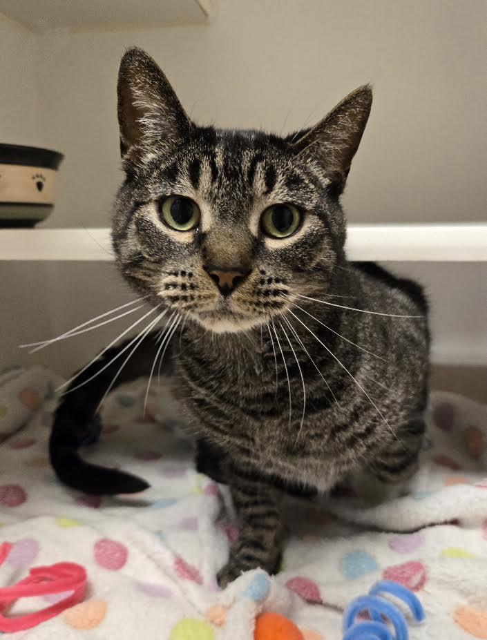 Enlarge Winston, a Adoptable mixed breed in Bellingham, WA image 1/6