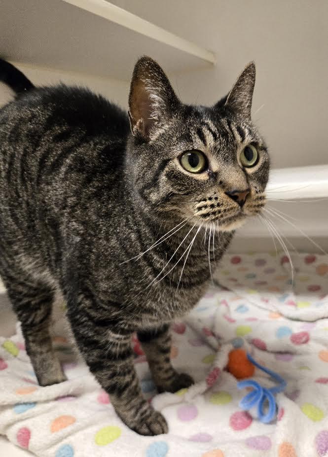 Enlarge Winston, a Adoptable mixed breed in Bellingham, WA image 3/6