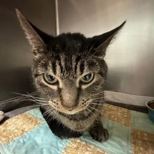 Enlarge Winston, a Adoptable mixed breed in Bellingham, WA image 6/6