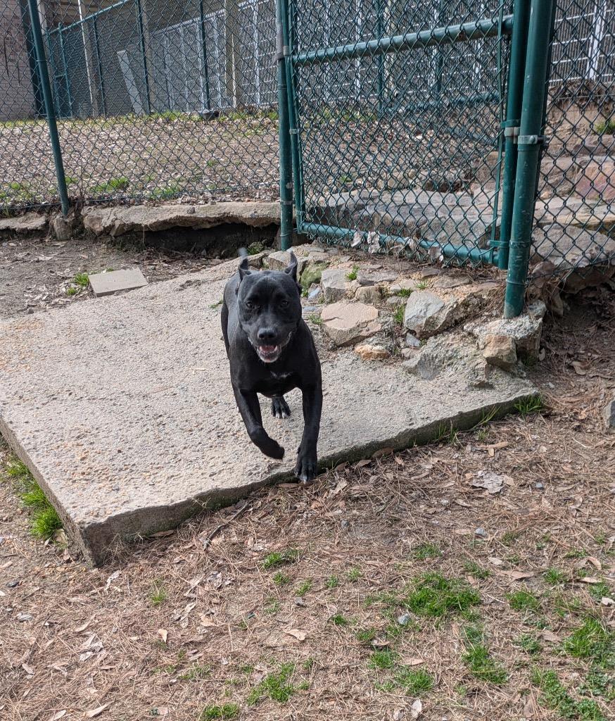 Enlarge Ajay, a Adoptable mixed breed in Little Rock, AR image 1/2