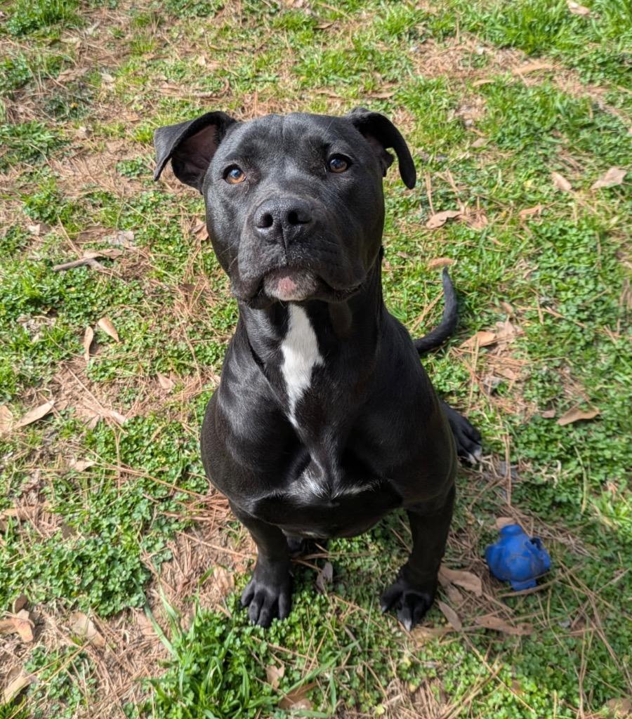 Enlarge Ajay, a Adoptable mixed breed in Little Rock, AR image 2/2