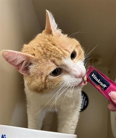 AIR FRESHENER, Adoptable, Adult Male Domestic Short Hair.