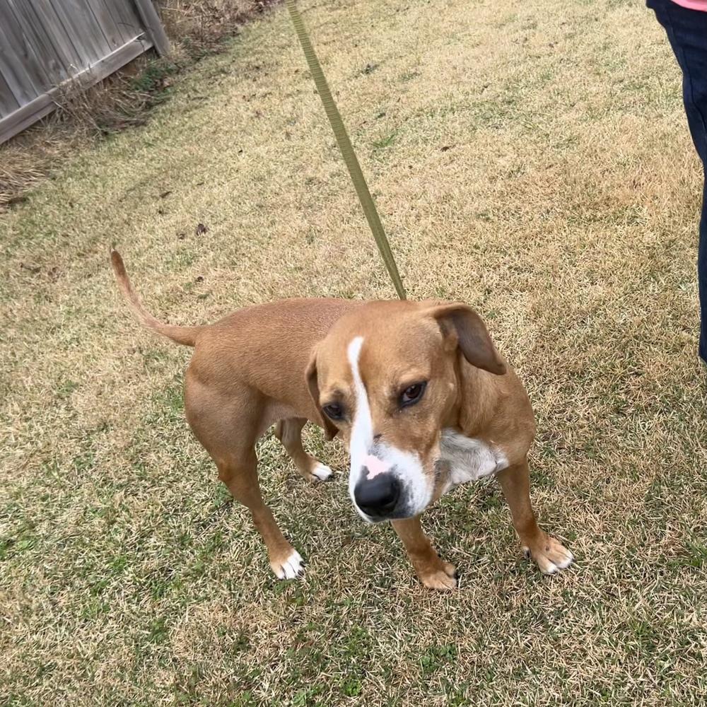Remi, Adoptable, Young Female Beagle.