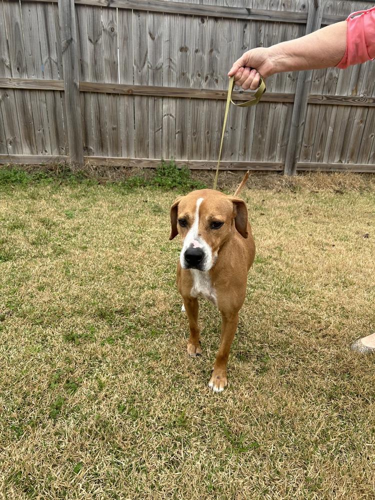 Remi, Adoptable, Young Female Beagle.