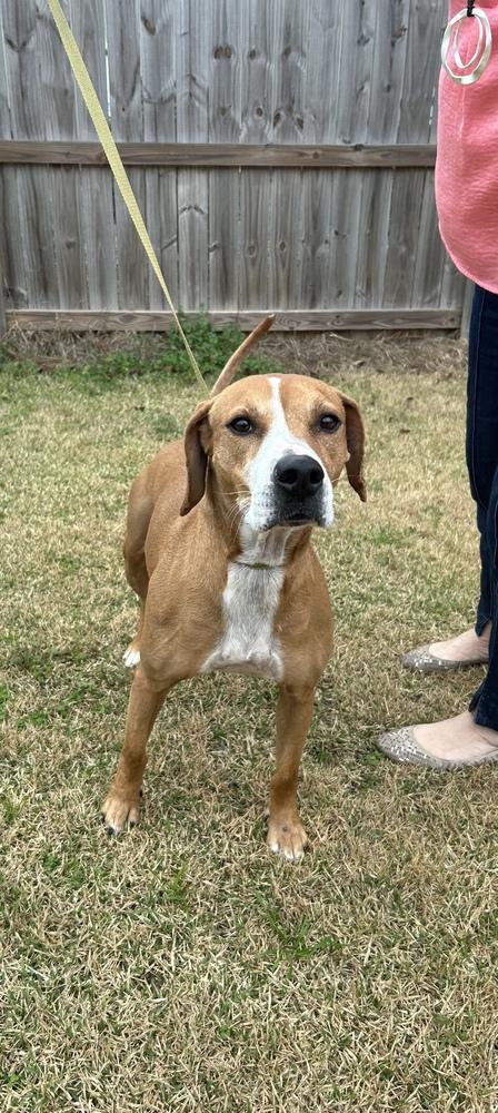 Enlarge Remi, a Adoptable mixed breed in Dawson, GA image 4/6