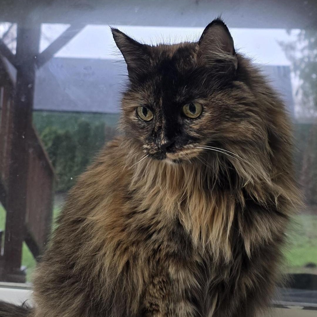 Enlarge Zipper - Seeking a Loving Home During a Difficult Time, an adopted Domestic Long Hair in Bothell, WA image 1/1
