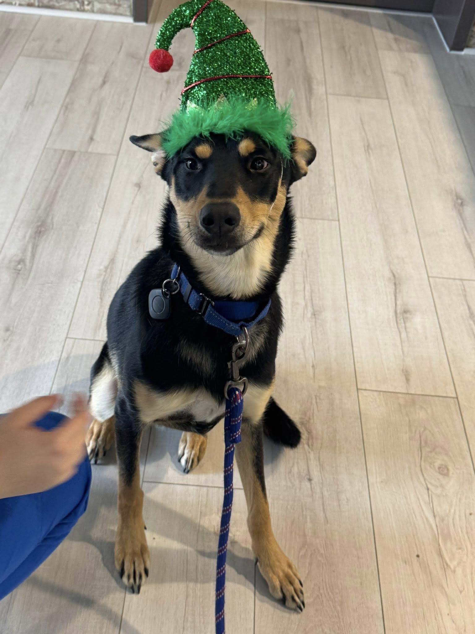 Enlarge Tito - The smooth babyface, a Adoptable mixed breed in Elgin, IL image 2/6