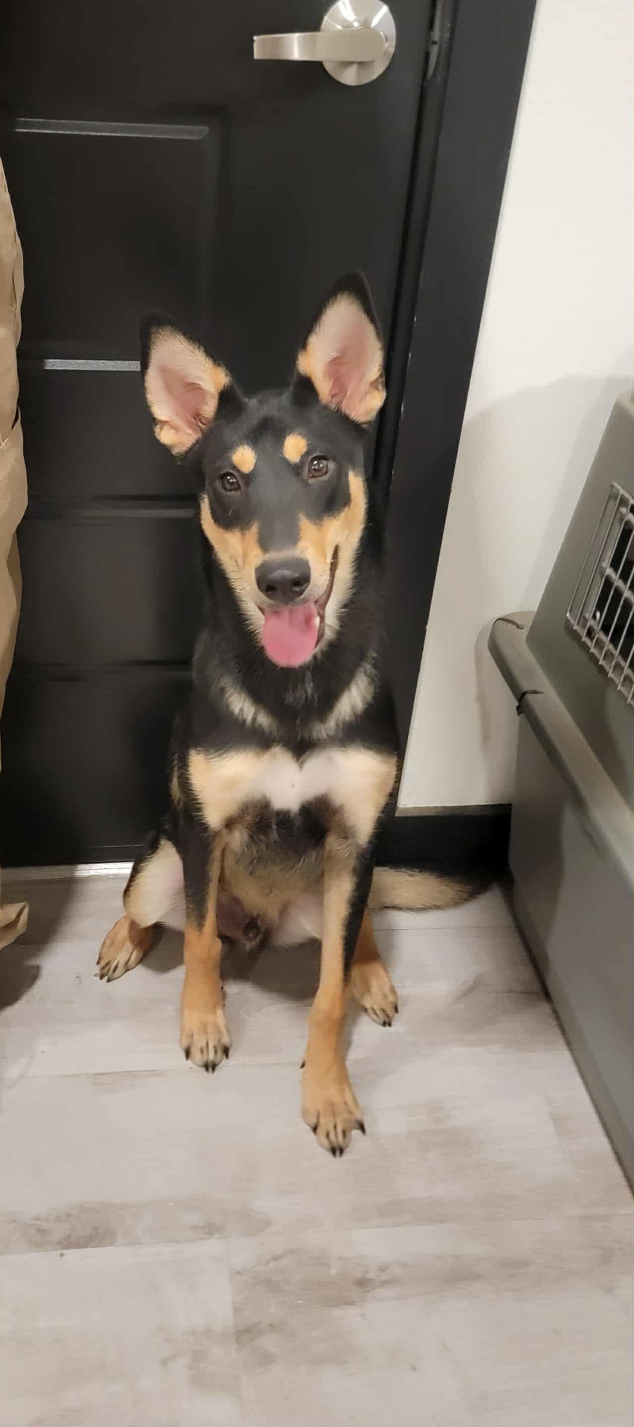 Tito - The smooth babyface, Adoptable, Young Male German Shepherd Dog & Collie.