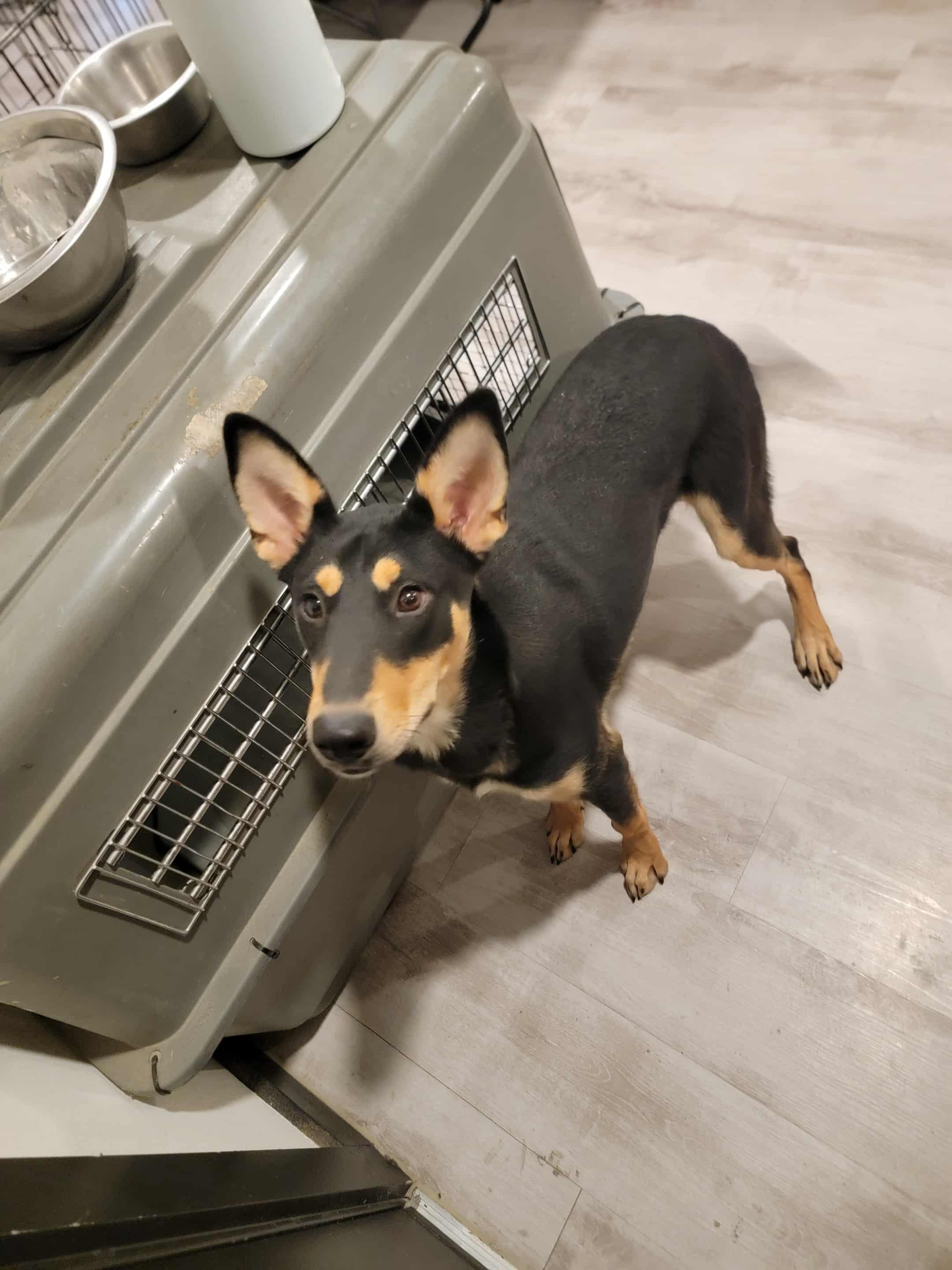 Enlarge Tito - The smooth babyface, a Adoptable mixed breed in Elgin, IL image 3/5