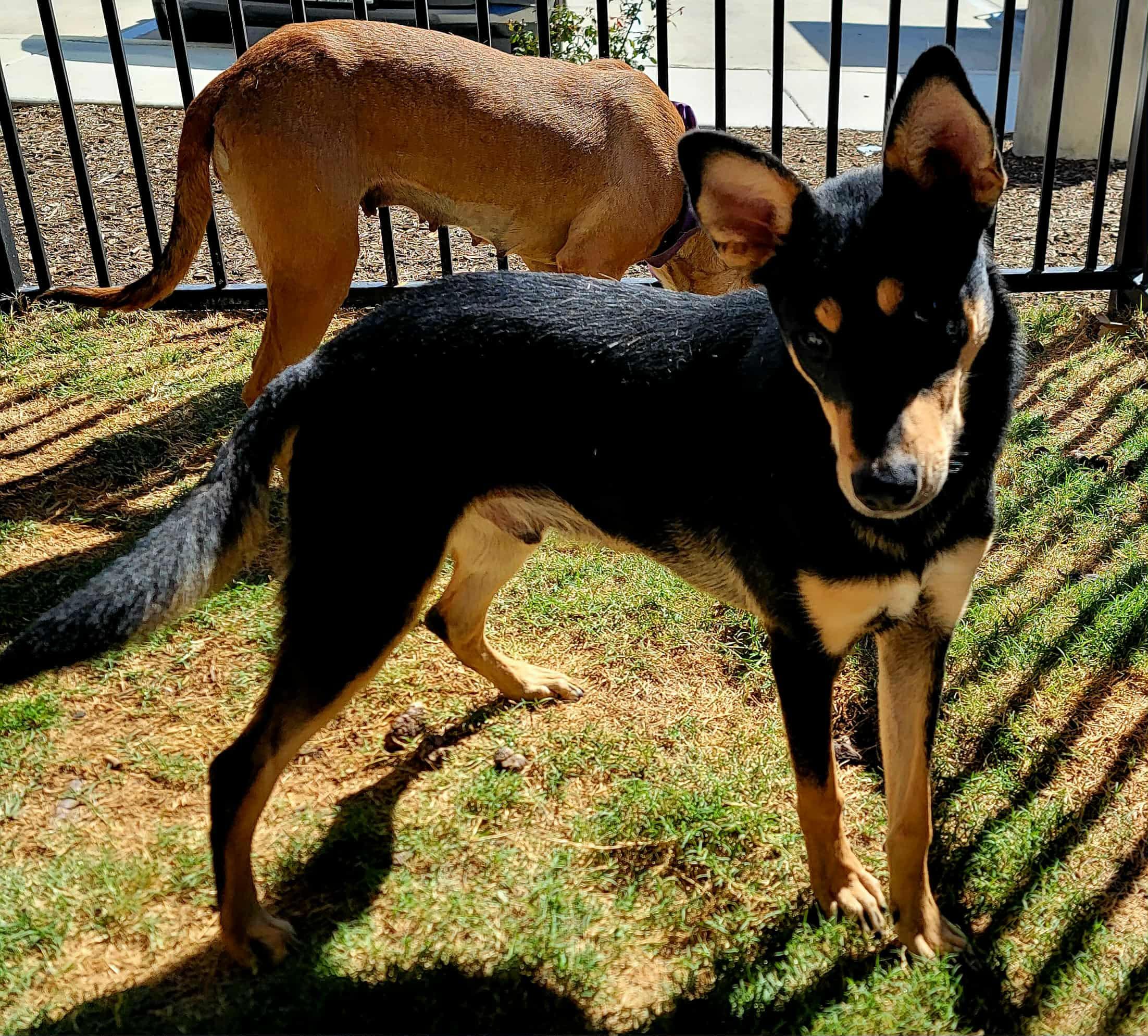 Enlarge Tito - The smooth babyface, a Adoptable mixed breed in Elgin, IL image 4/5
