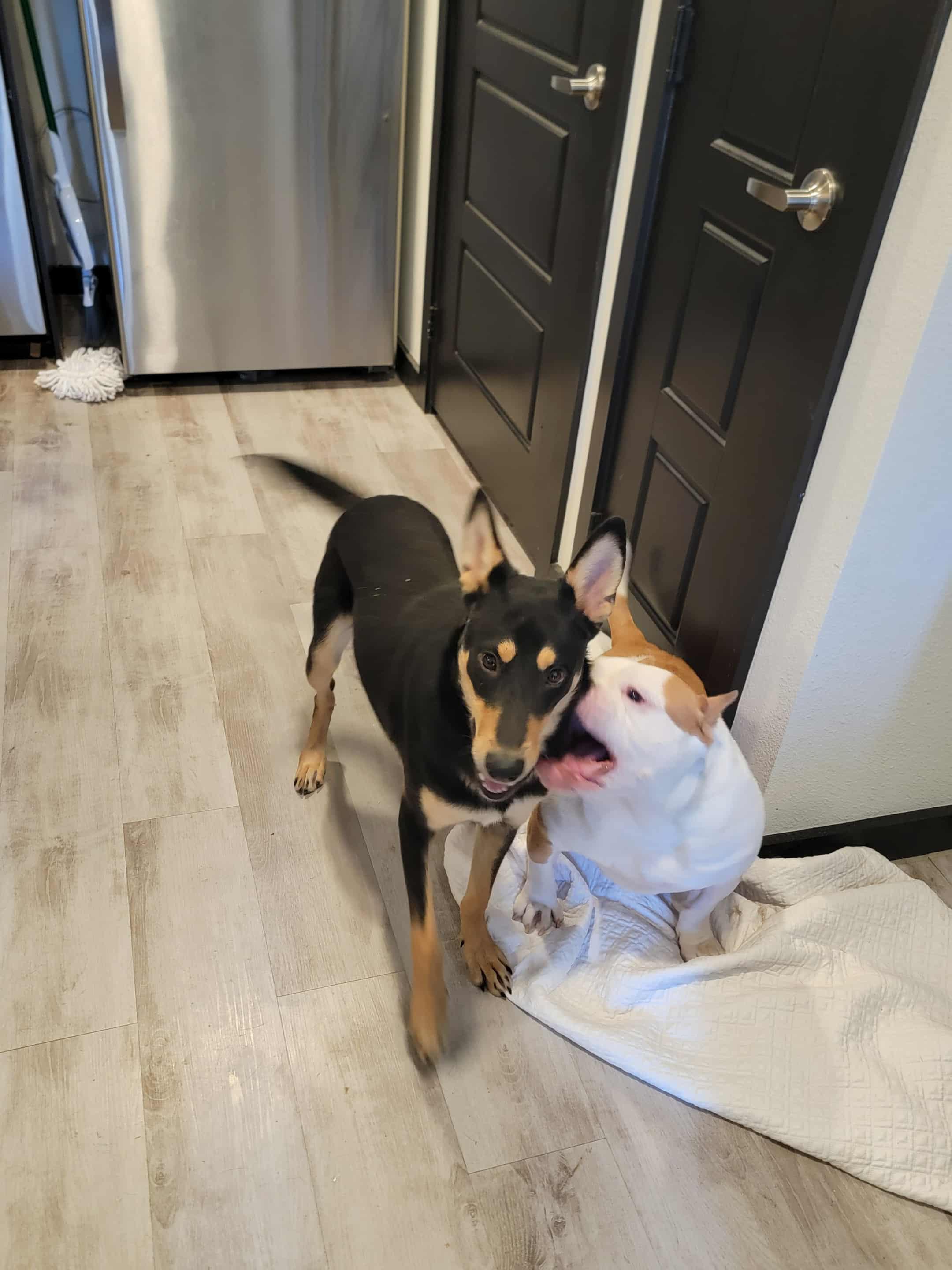 Enlarge Tito - The smooth babyface, a Adoptable mixed breed in Elgin, IL image 5/5