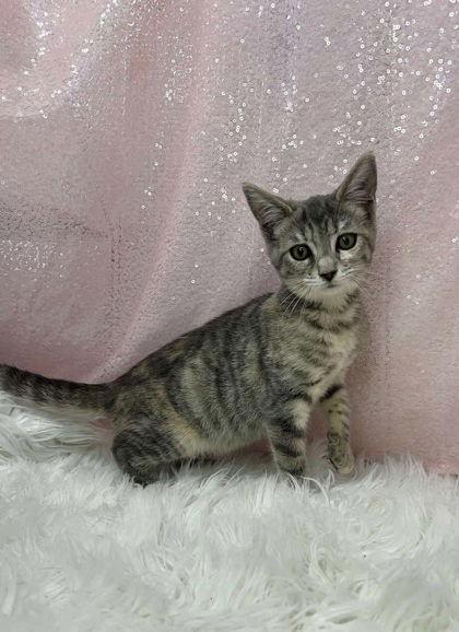 Enlarge Zyrtec, a Adopted Domestic Short Hair in Clarkesville, GA image 1/1