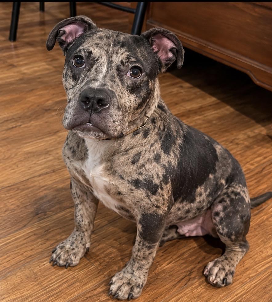 Enlarge Galaxy, a Adoptable Mixed Breed in Pelham, NH image 4/6