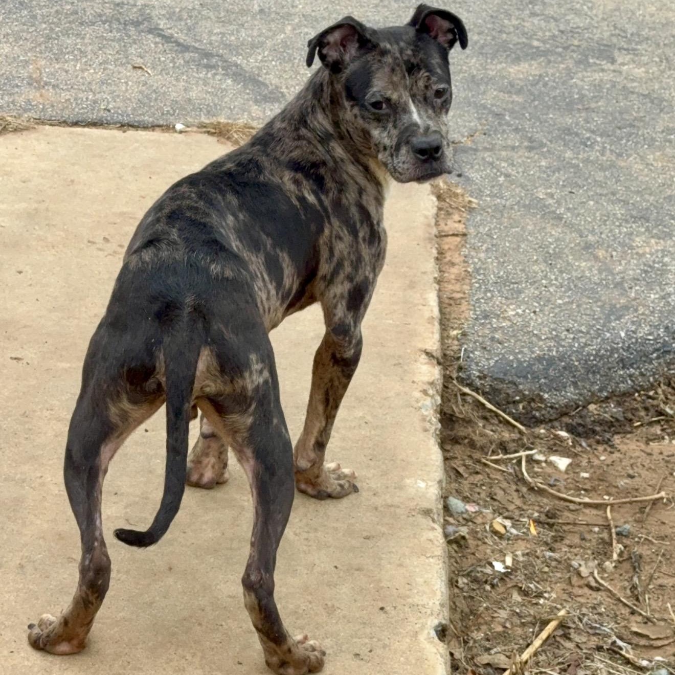 Enlarge Galaxy, a Adoptable Mixed Breed in Pelham, NH image 6/6