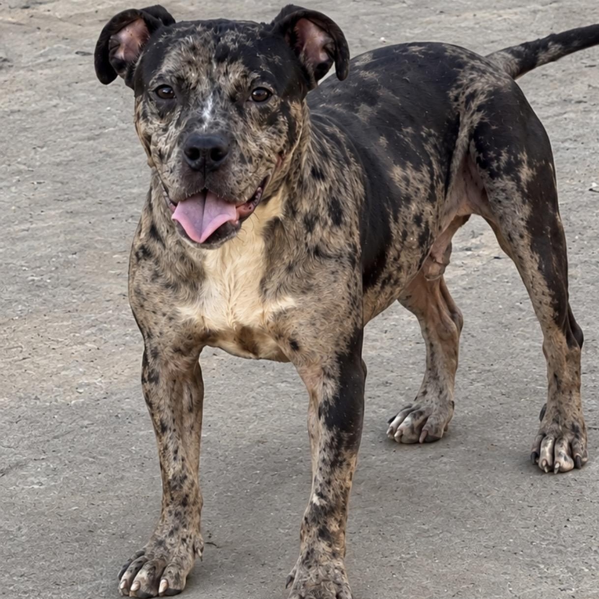 Enlarge Galaxy, a Adoptable Mixed Breed in Pelham, NH image 3/6