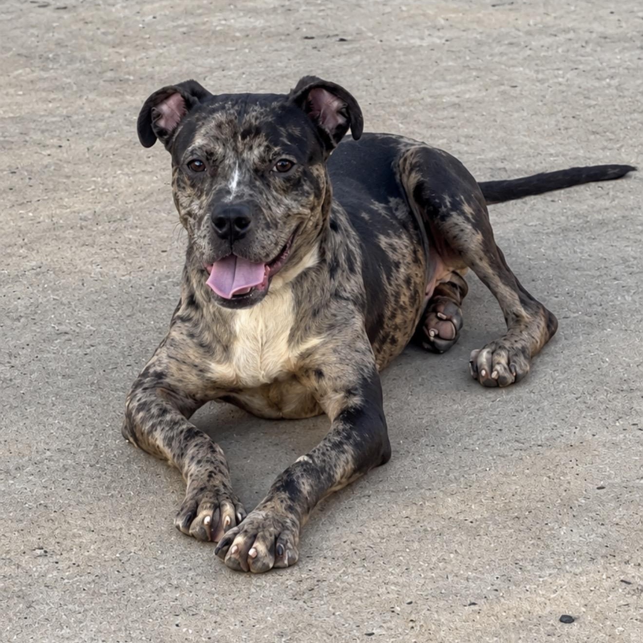 Enlarge Galaxy, a Adoptable Mixed Breed in Pelham, NH image 1/6