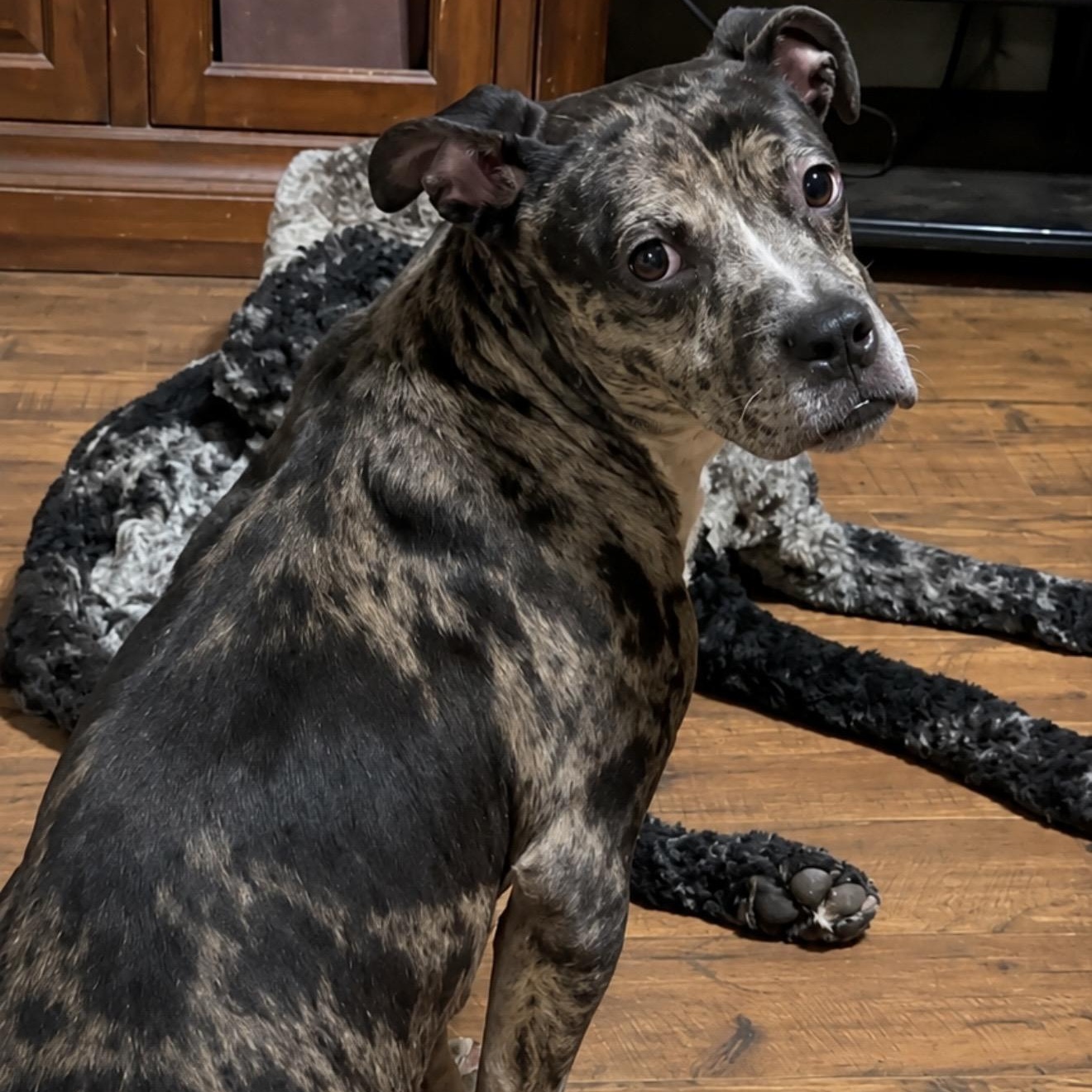 Enlarge Galaxy, a Adoptable Mixed Breed in Pelham, NH image 2/6