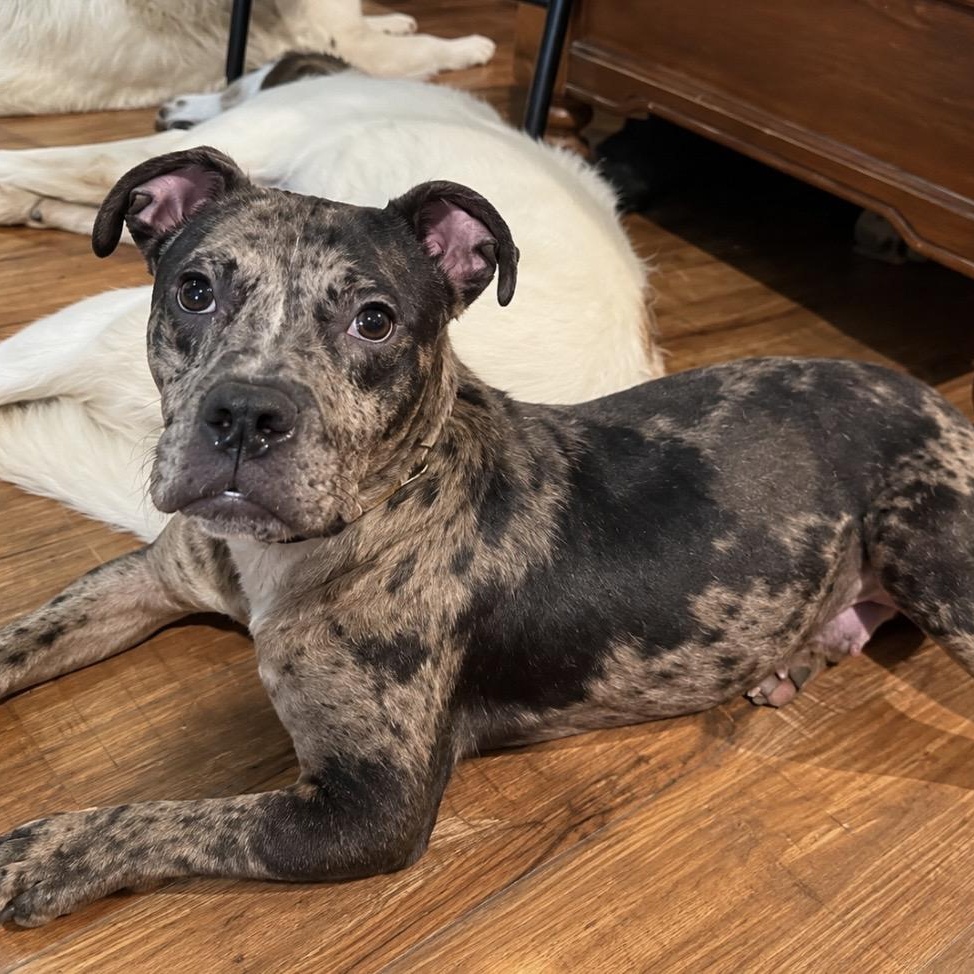 Enlarge Galaxy, a Adoptable Mixed Breed in Pelham, NH image 5/6
