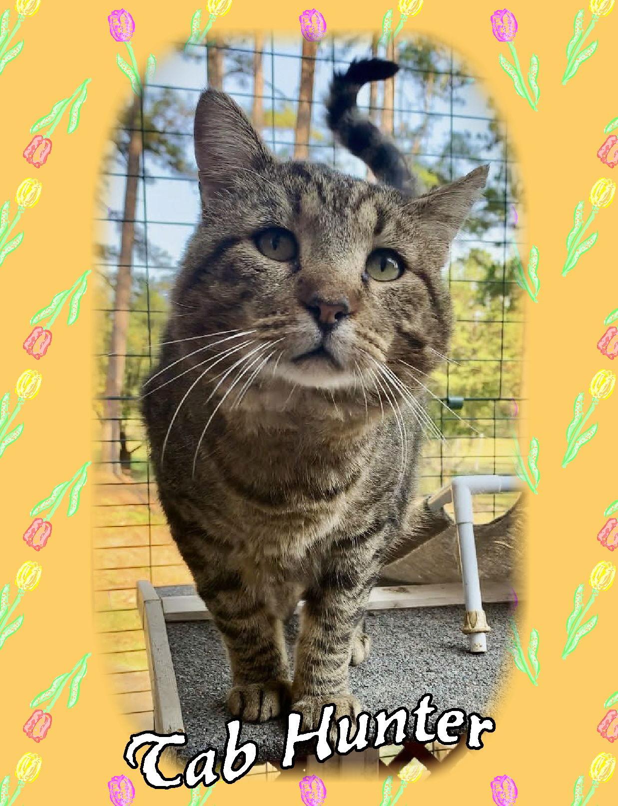 Enlarge Tab Hunter, a Adoptable Tabby in Piedmont, MO image 3/3