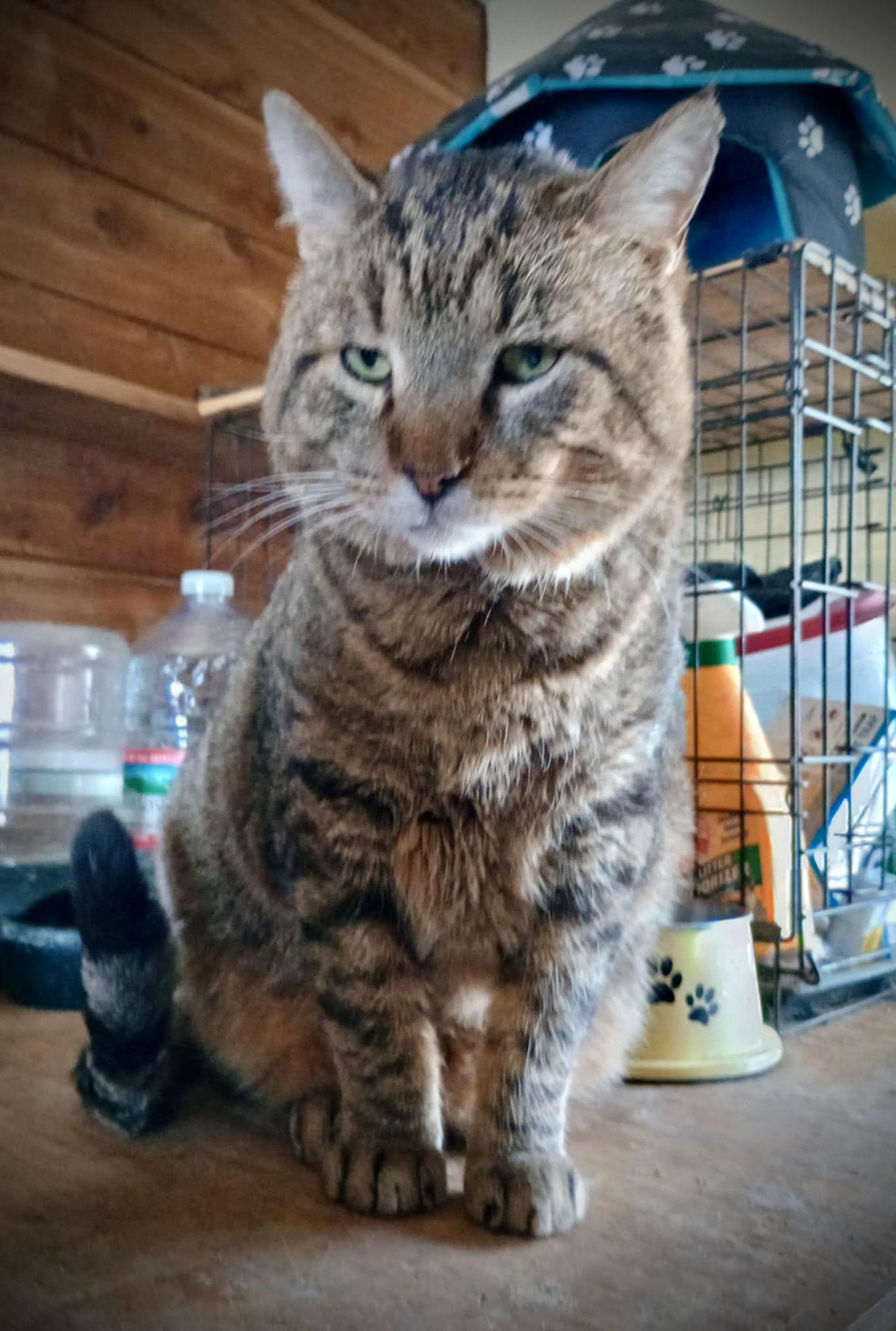 Tab Hunter, Adoptable, Adult Male Tabby.